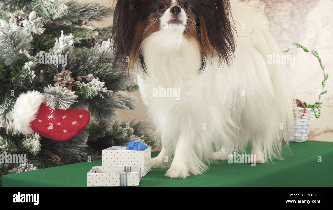 Papillon Hund mit Geschenken in der Nähe von Neues Jahr Baum Stockfoto