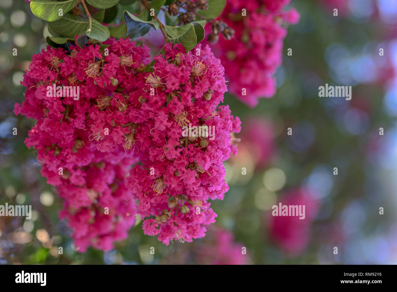 Schöne Blume Baum mit rosa Blüten, Crape Myrten oder lagerstroemia ist ein immergrüne Bäume und Sträucher in wärmeren Klimazonen gezüchtet Stockfoto