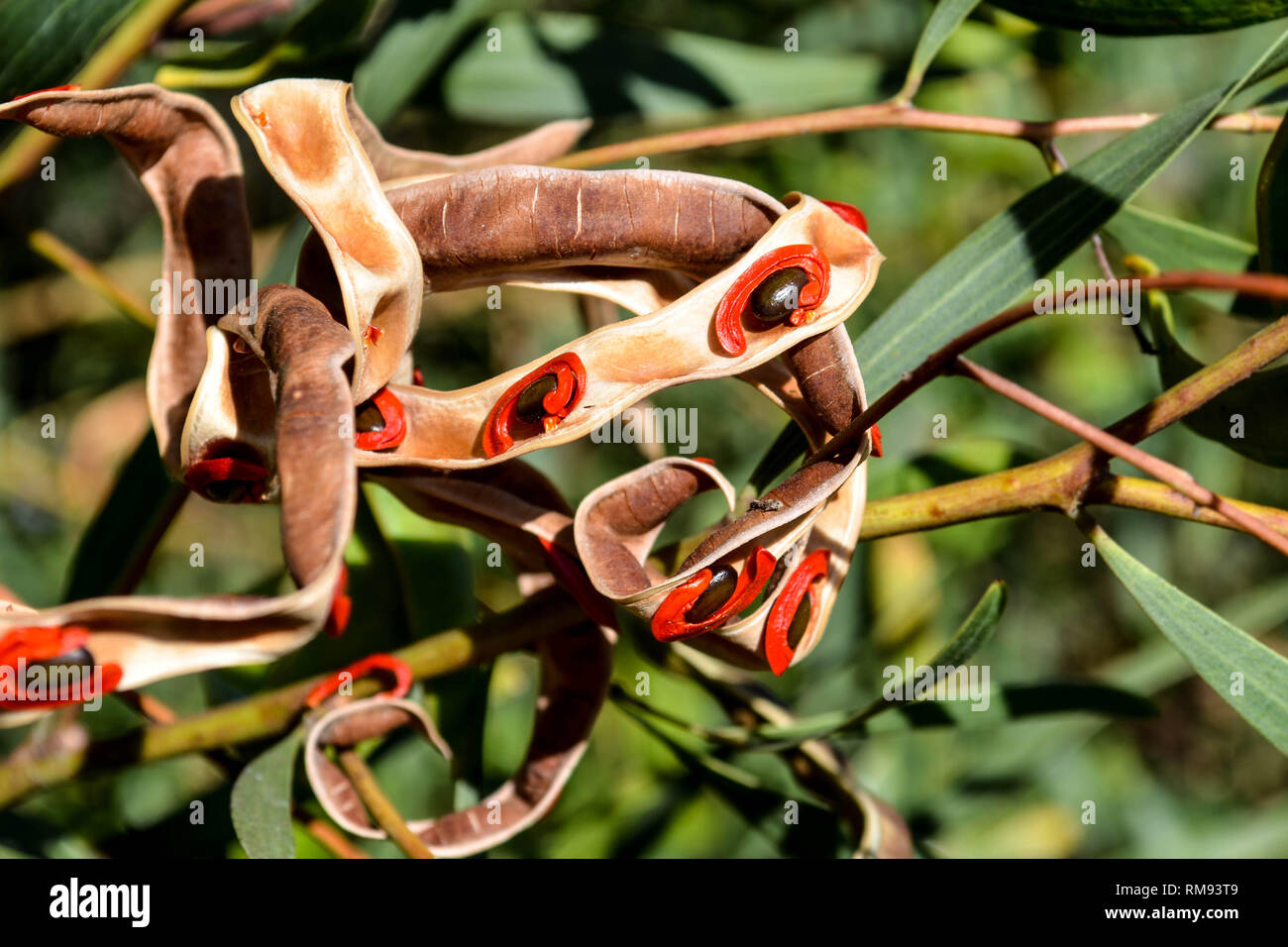 Red-eyed Wattle (Acacia cyclops) Samenkapseln Stockfoto