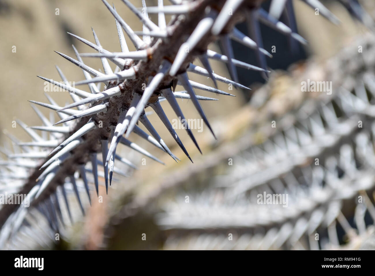 Madagaskar Oktopus Tree (Didierea madagascariensis) Stacheln an älteren Zweigen Stockfoto