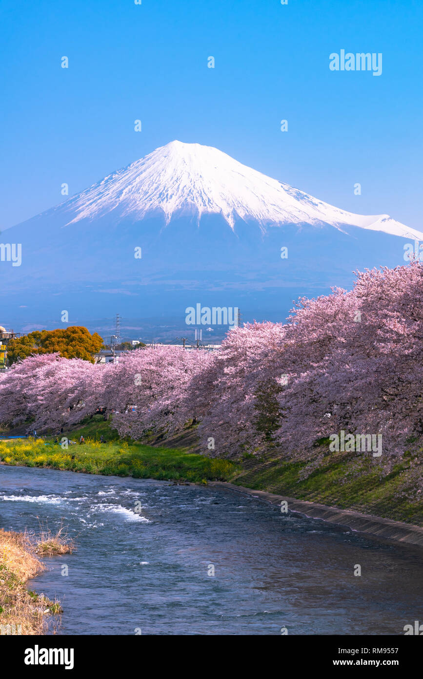 Mount Fuji (Mt. Fuji) mit Sakura Kirschblüte am Fluss am Morgen, Shizuoka, Japan. Stockfoto