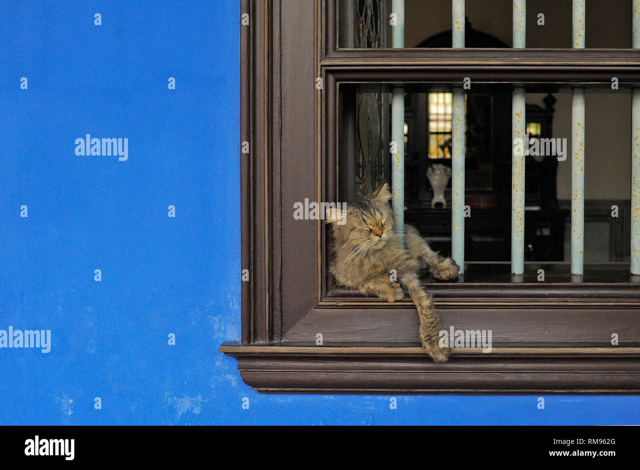Eine Katze im Blue Herrenhaus in Georgetown, Penang, Malaysia entspannen Stockfoto