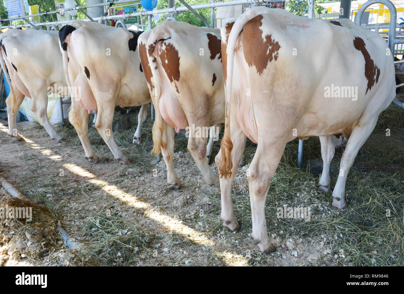 Moderne Bauernhof Kuhstall mit Kühe melken Heu essen. Nahaufnahme auf die Euter einer Kuh