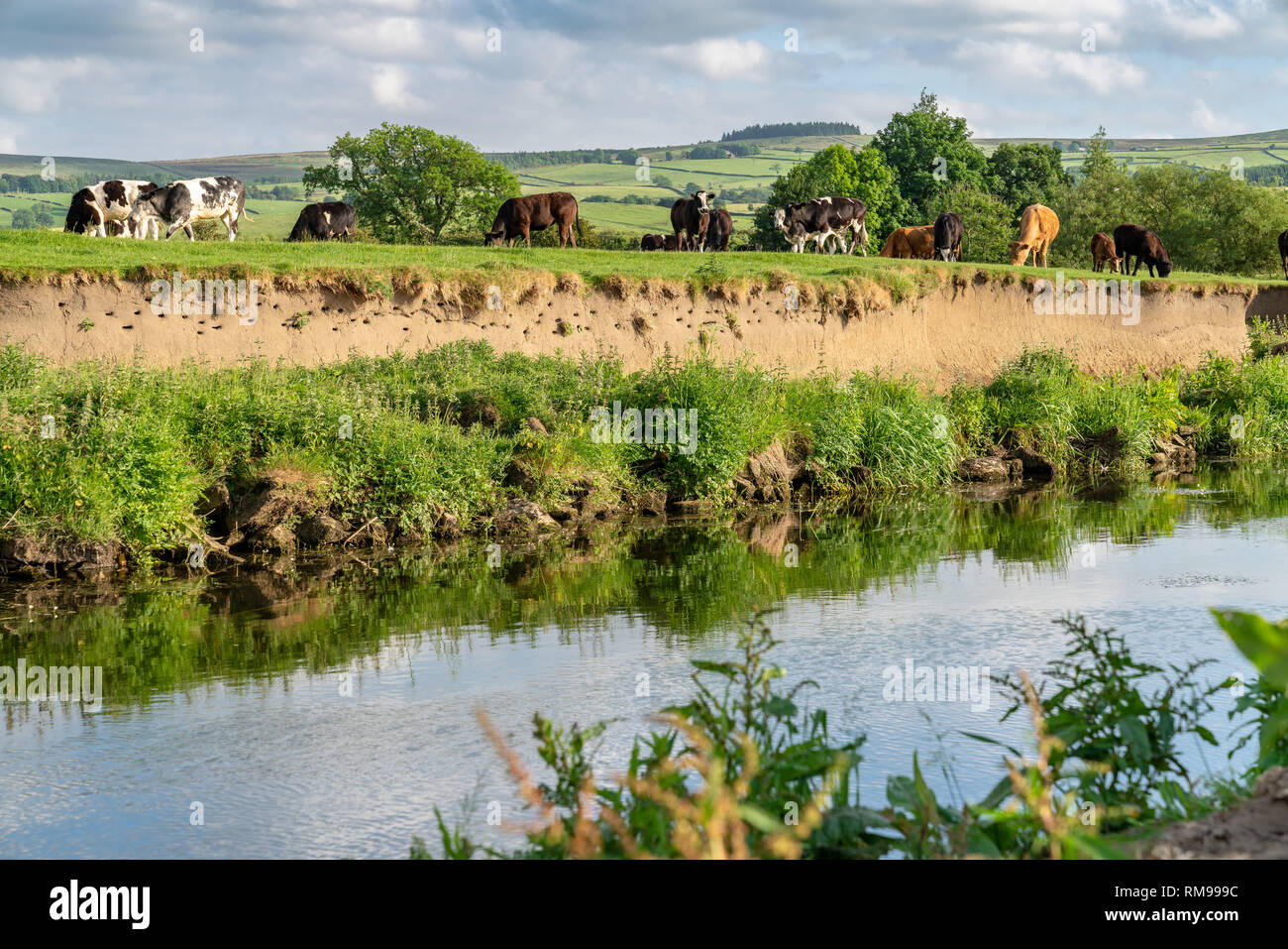 In der Nähe von Skipton, North Yorkshire, England, Großbritannien - Juni 06, 2018: Kühe am Ufer des Flusses Aire Stockfoto