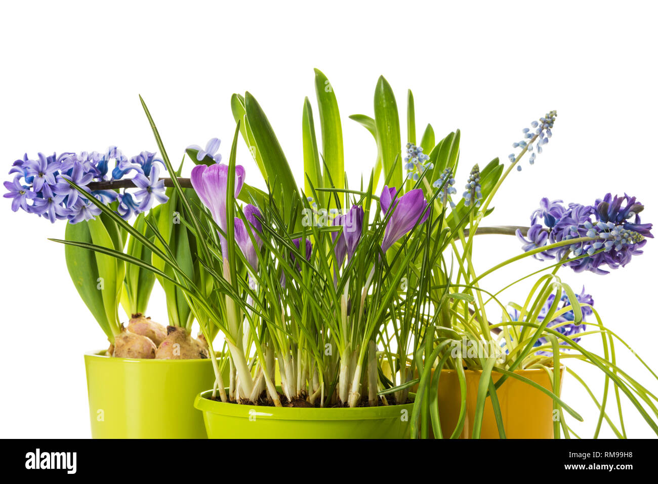 Hyacinth pot isolated -Fotos und -Bildmaterial in hoher Auflsung  Alamy