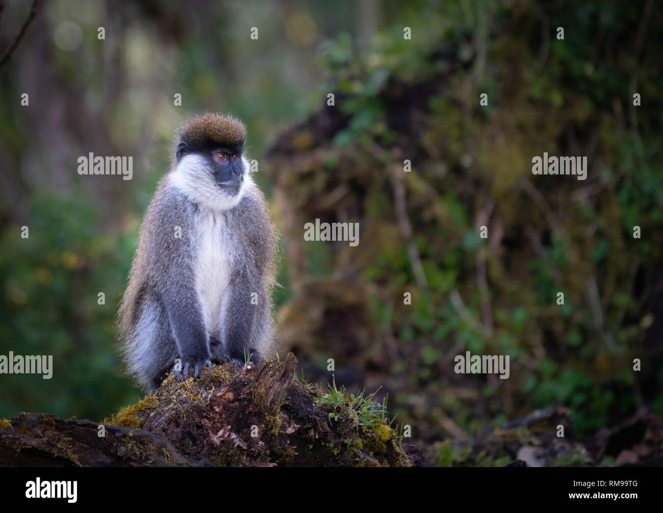 Bale Berge Grüne Meerkatzen auf einem Erdhügel in der Äthiopischen Nebelwald, Harenna Wald, Afrika. Stockfoto