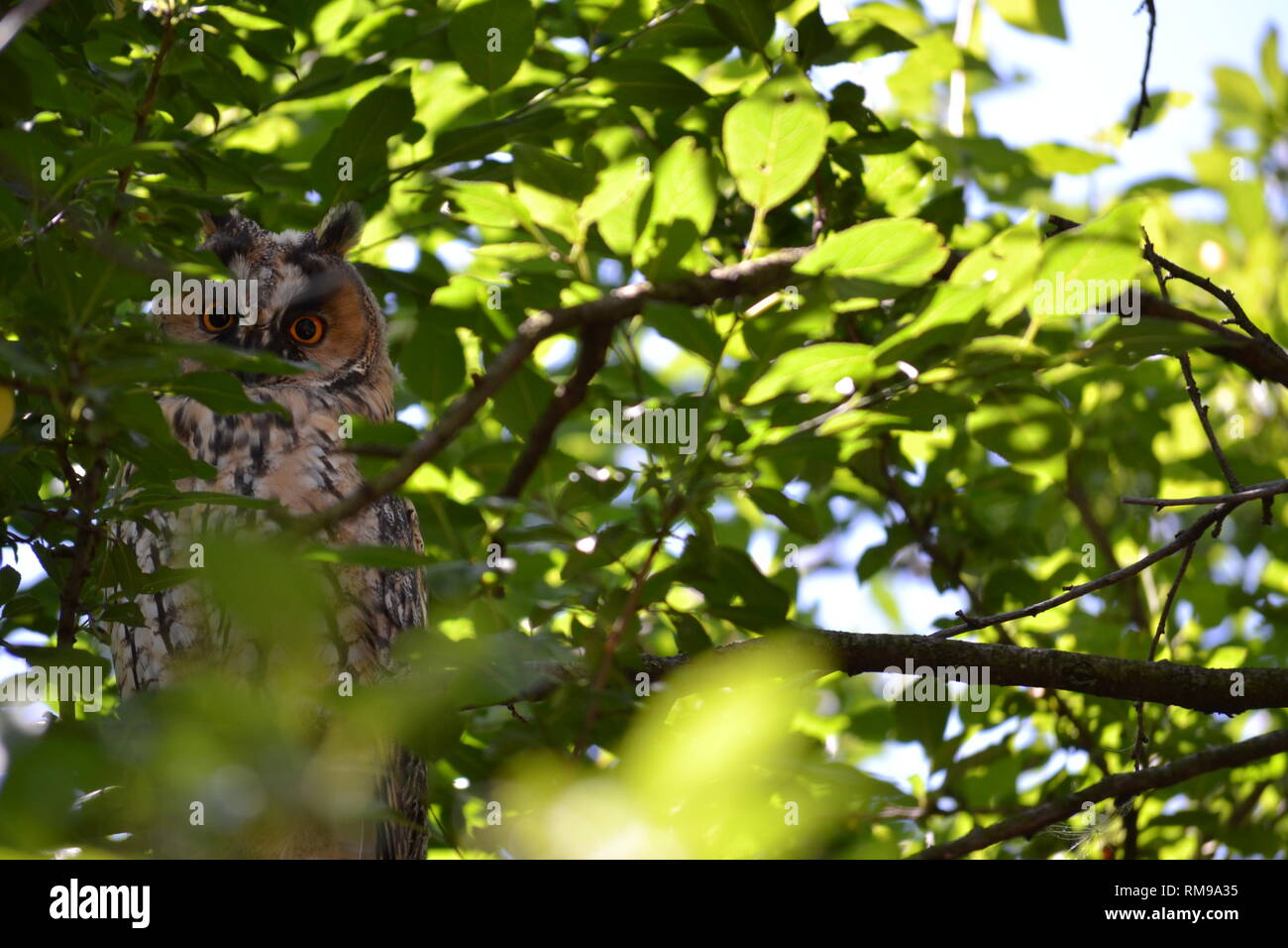 Waldohreule versteckt sich in den Ästen eines Pflaumenbaum, Asio Otus Stockfoto