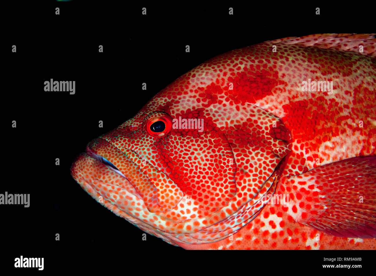 Tomate Grouper, Cephalopholis sonnerati, Seraya Ufer tauchen, Bali, Indonesien, Indischer Ozean Stockfoto