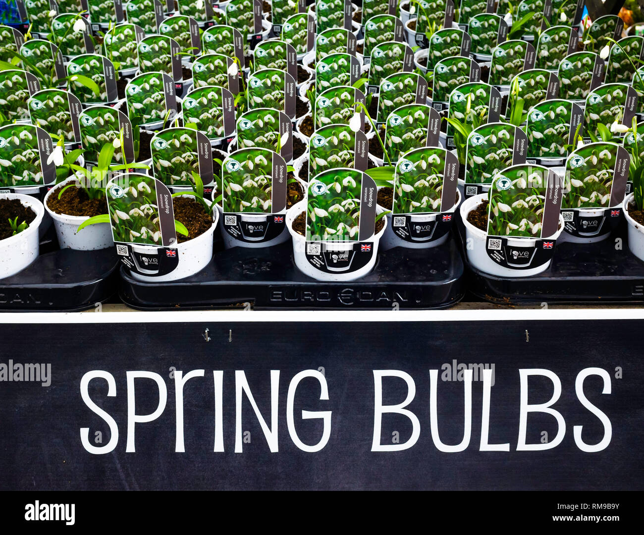 Garten Center display Frühling Birnen weißen Schneeglöckchen Galanthus woronowii für Verkauf als Beetpflanzen für Frühjahr Einpflanzen Stockfoto