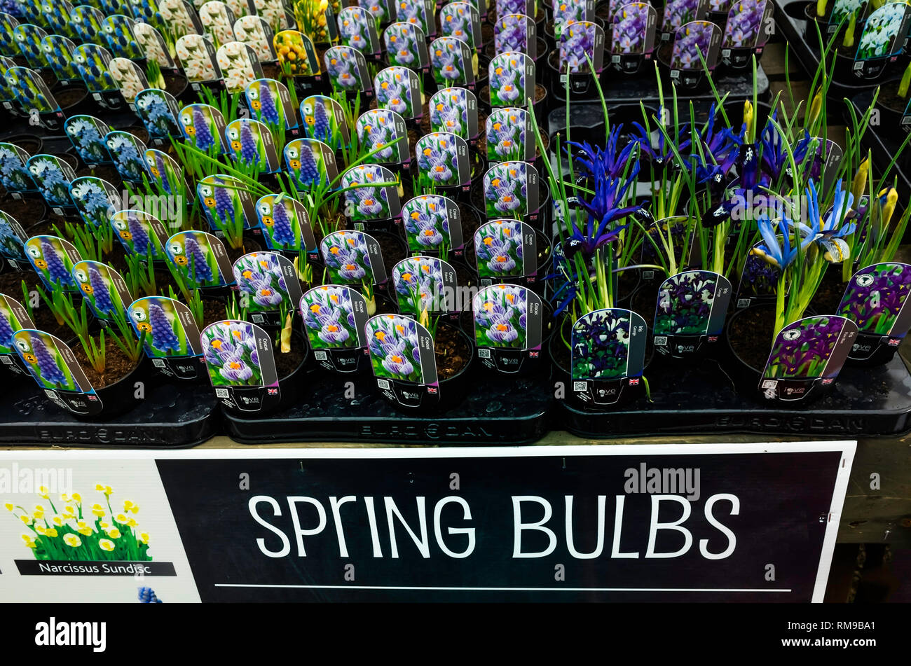 Garten Center display Frühling Birnen Krokus Pickwick und Iris George Reticulata zum Verkauf als Beetpflanzen für Frühjahr Einpflanzen Stockfoto