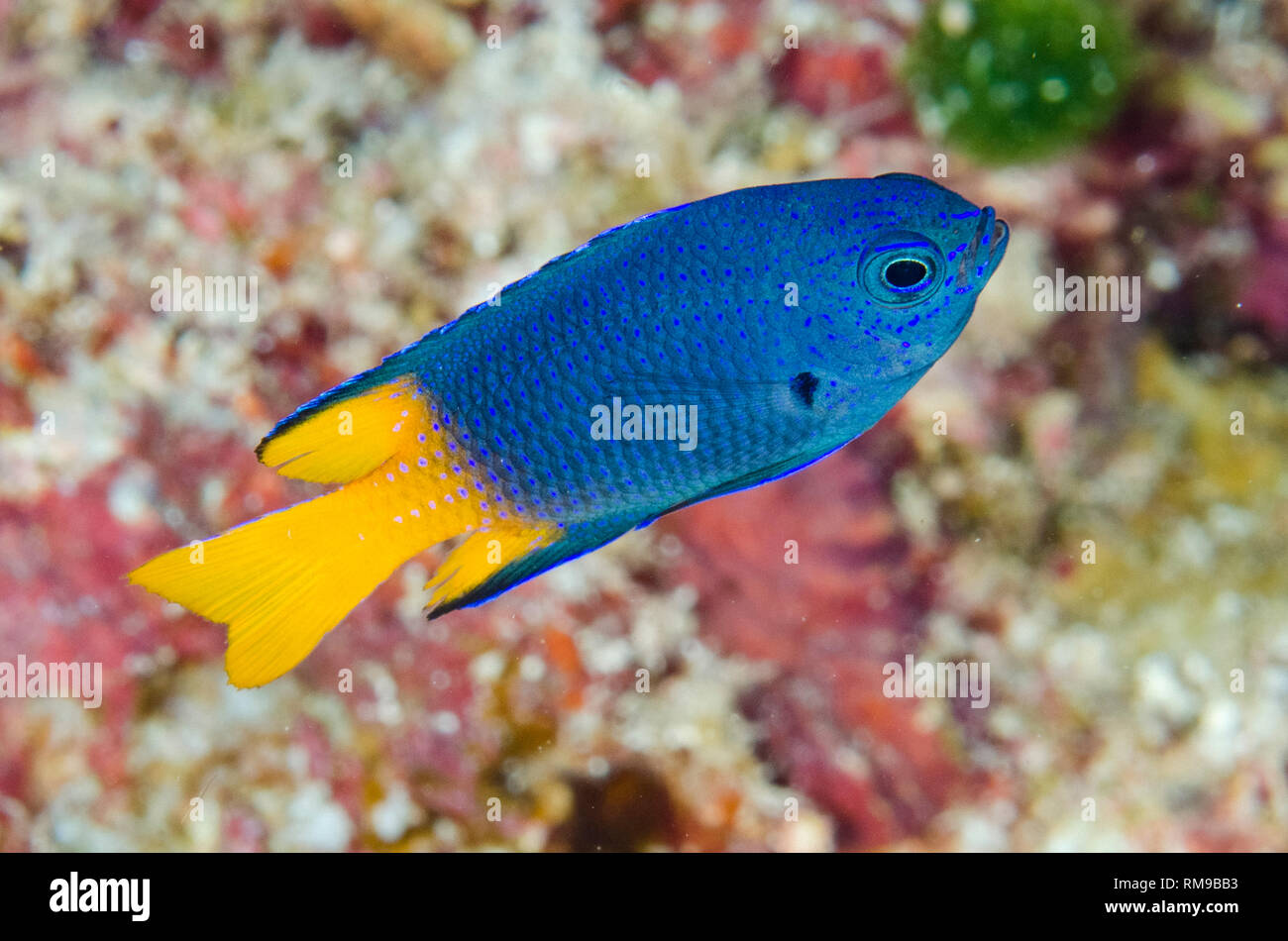 Goldtail Demoiselle, Chrysiptera parasema, Amortuan Tauchplatz, aus Sermata Inseln, in der Nähe von Alor, Indonesien, Indischer Ozean Stockfoto