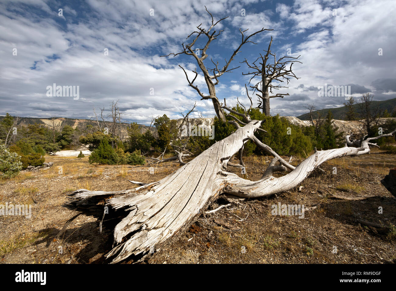 WY 03489-00 ... WYOMING - Tote und Lebende Bäume im oberen Mammoth Hot Springs, Yellowstone National Park. Stockfoto