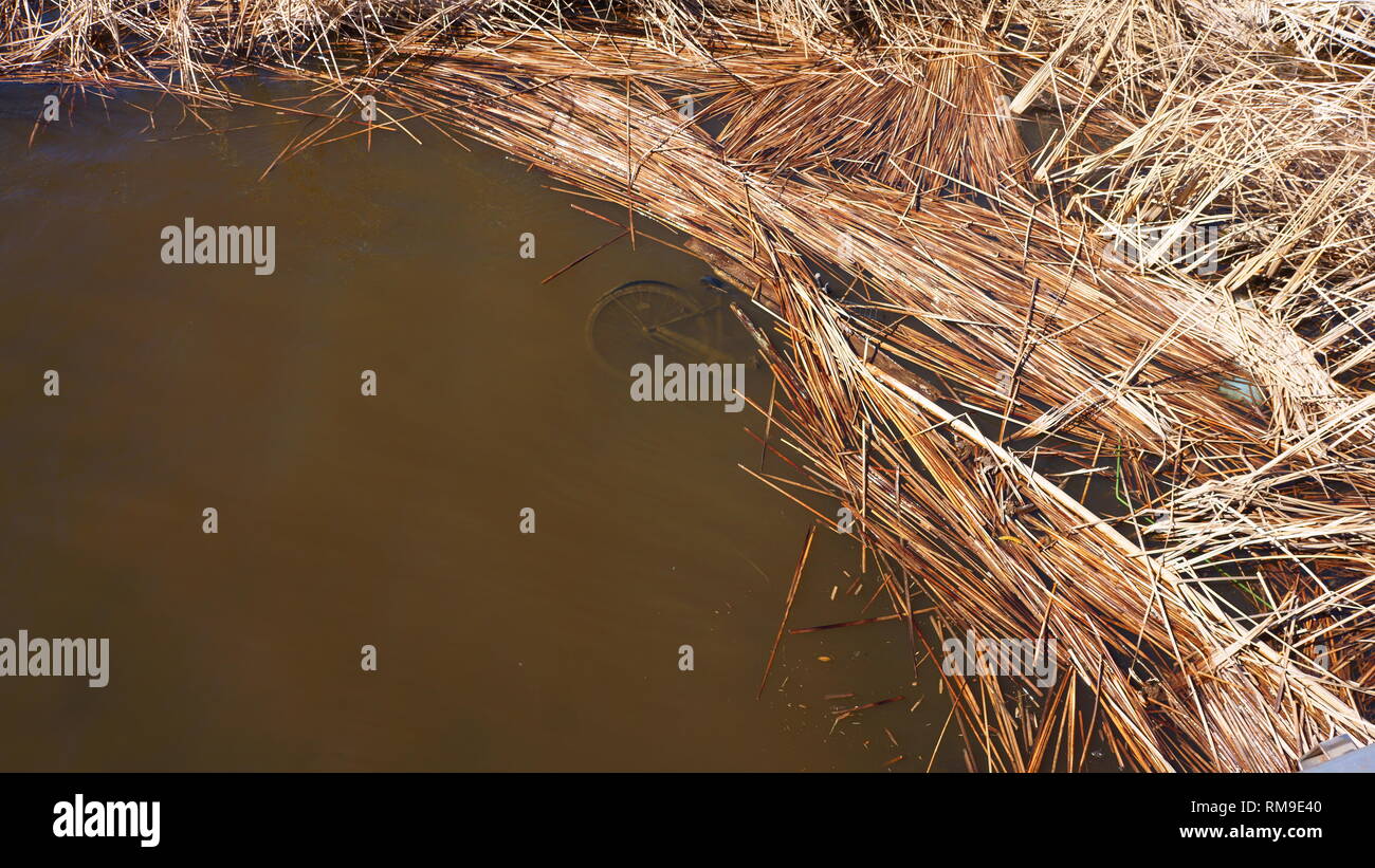 Untergetauchtes Fahrrad in trübes Wasser, umgeben von Dry Reeds in einem Marsh Stockfoto Untergetauchtes Fahrrad in trübes Wasser, umgeben von Dry Reeds in einem Marsh Stockfoto