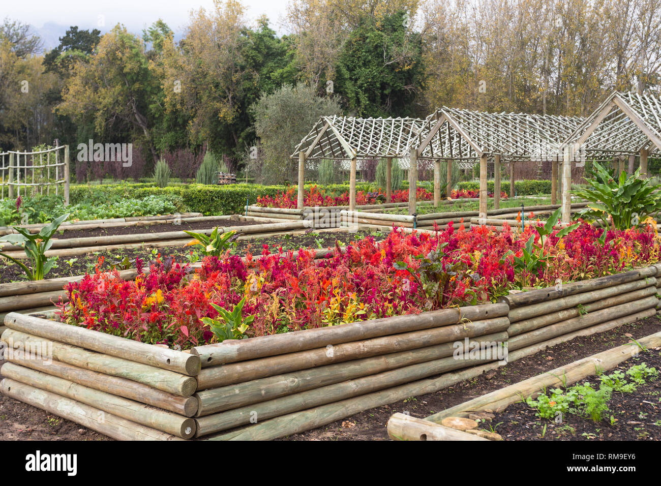 Essen und Küche Garten in angehobener Betten aus Holz Herstellung von frischen Produkten für die Restaurants im Weingut Boschendal, Cape Town, Südafrika Stockfoto