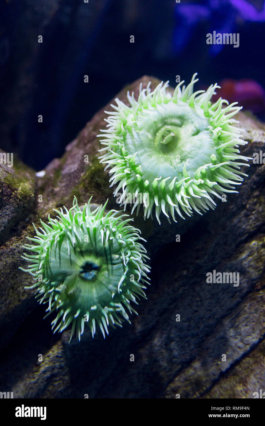 Grüne Anemonen in Ripley's Aquarium, in Toronto, Kanada. In die Unterwasserwelt Sie sind Raubtiere der Bestellung Actiniaria Stockfoto
