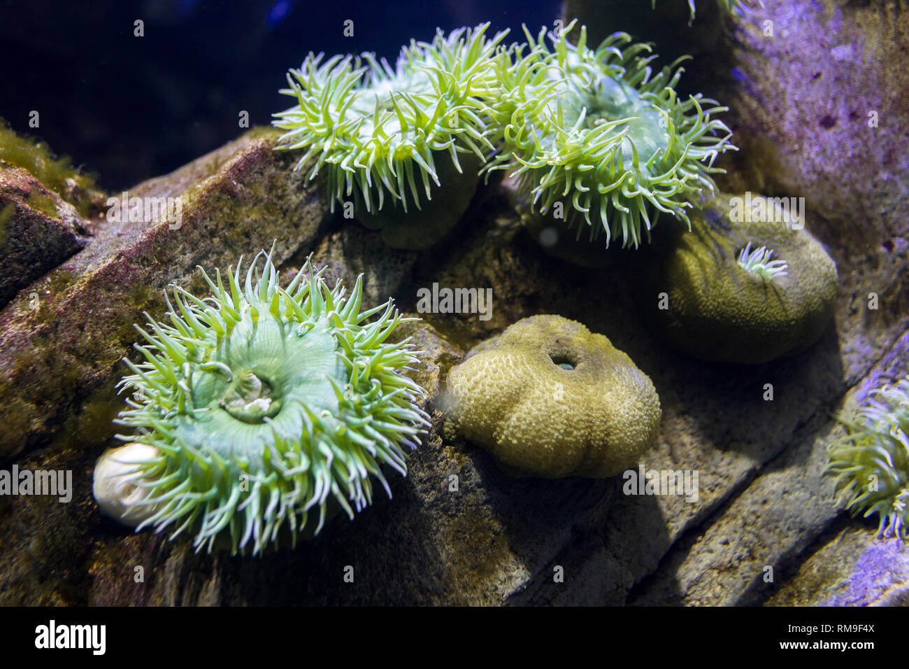 Anemonen in Ripley's Aquarium, in Toronto, Kanada. In die Unterwasserwelt Sie sind Raubtiere der Bestellung Actiniaria Stockfoto