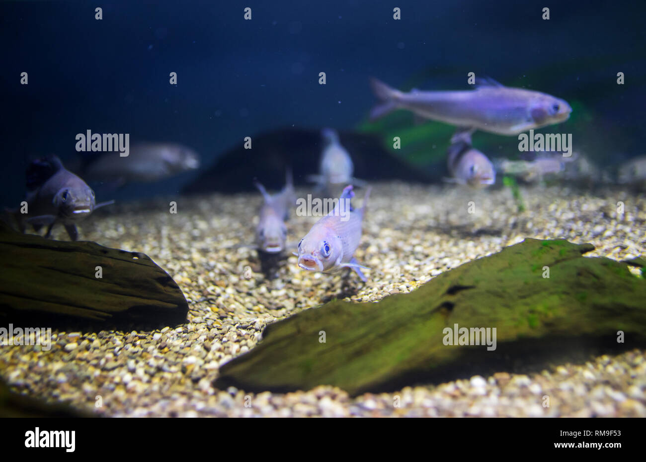 Tank mit winzigen violett Fische in Ripley's Aquarium, in Toronto Stockfoto