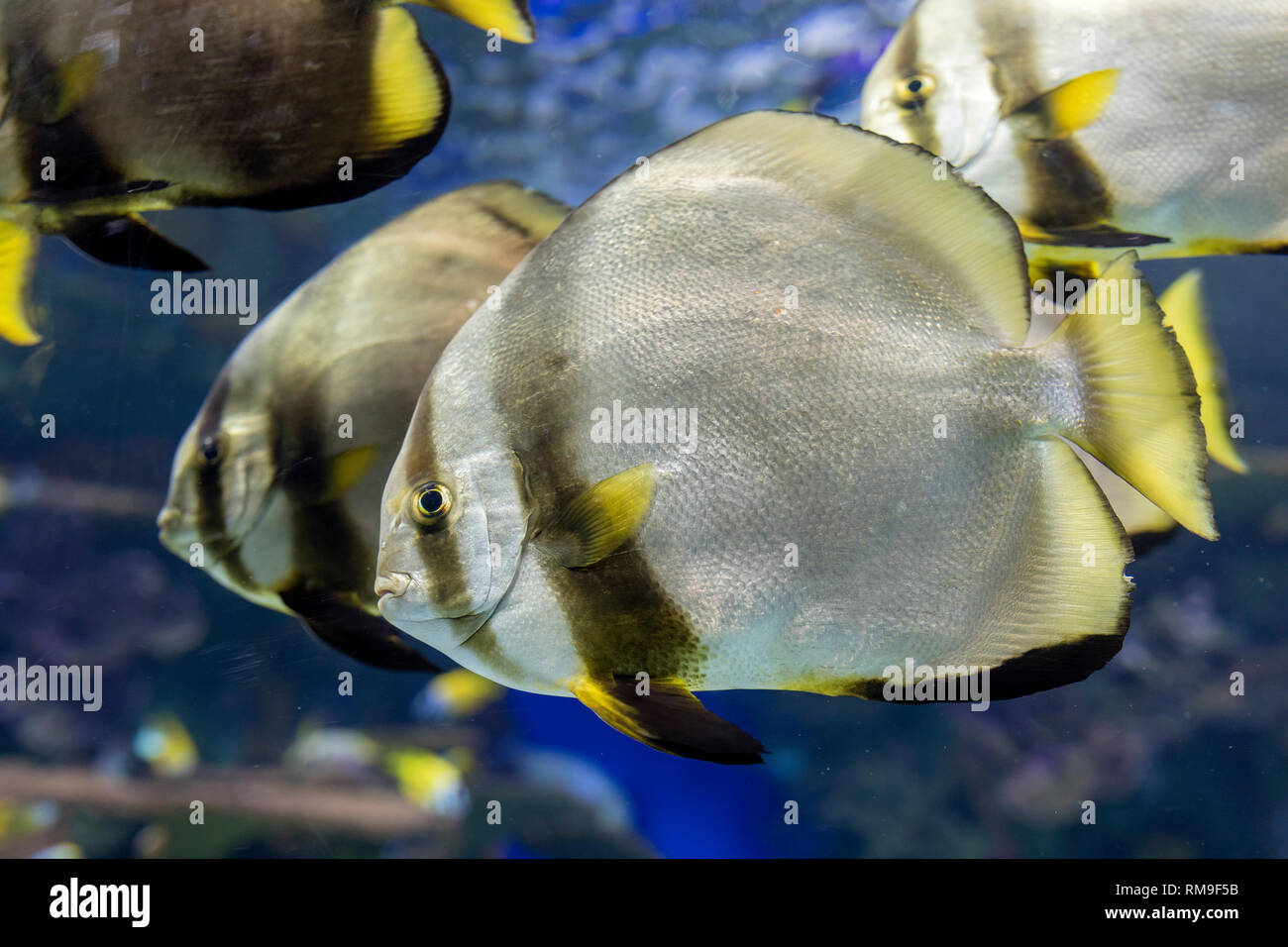 Die fledermausfische bei Ripley's Aquarium, in Toronto. Es wird als invasive und aggressiven Fisch Stockfoto