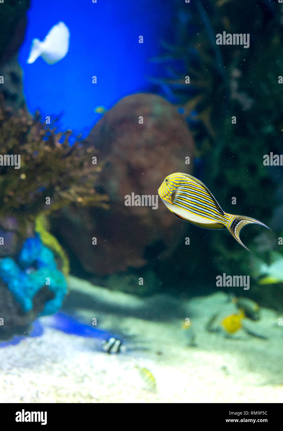 Der Clown Doktorfische (Acanthurus lineatus) in Ripley's Aquarium in Toronto. Es ist eine tropische Fische im Indopazifik, Hawaii, Japan lebt, und Austr Stockfoto