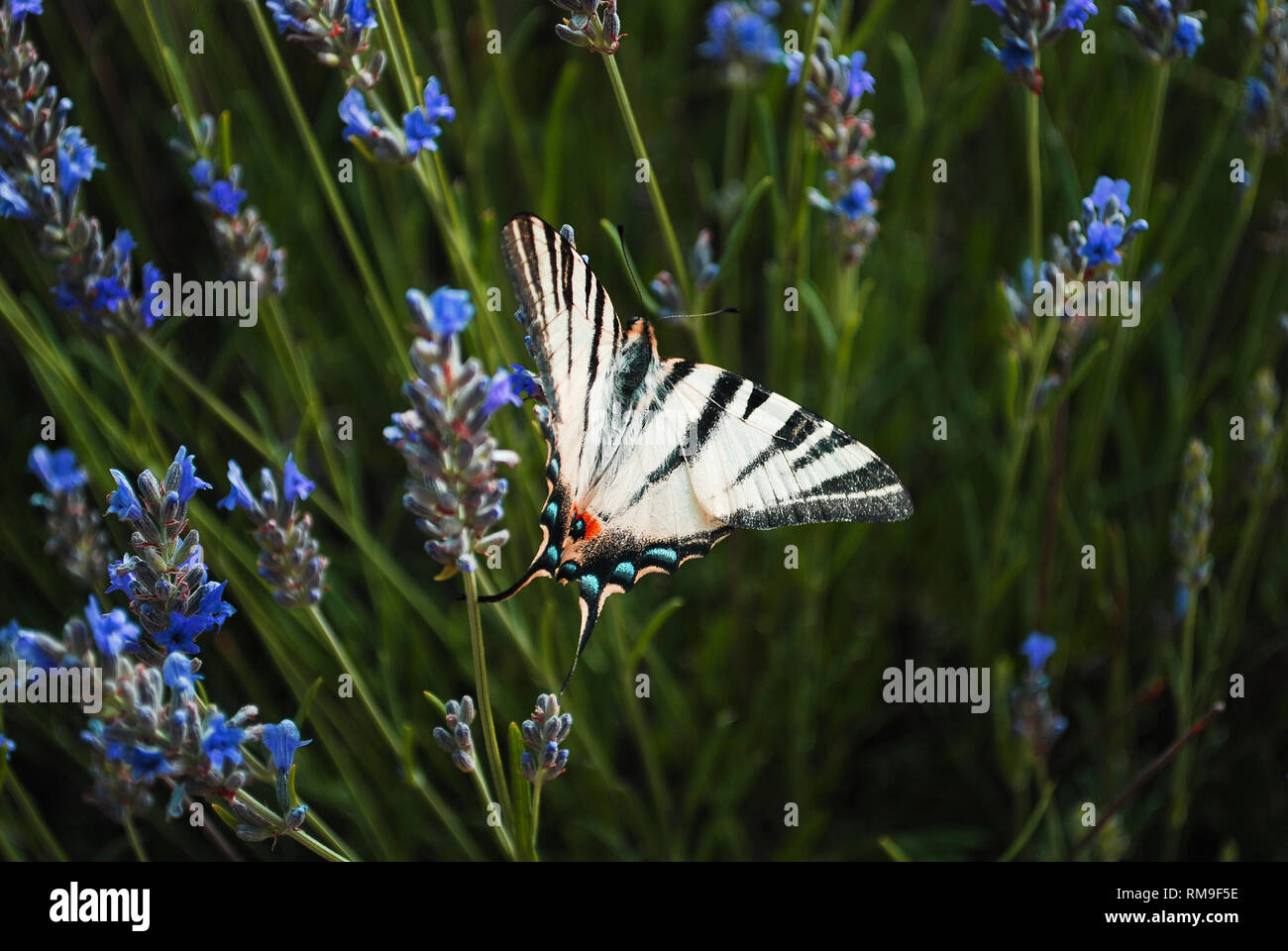 Der schöne Schmetterling am Lavendel Stockfoto