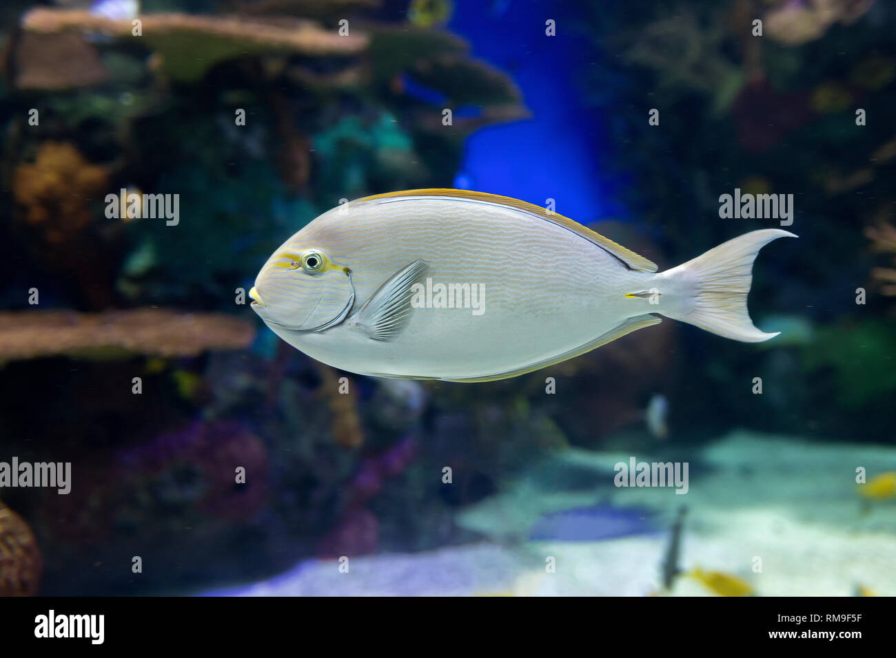 Einhorn Doktorfische in Ripley's Aquarium, in Toronto. Die Hupe entsteht, wenn die Fische eine Größe von etwa 15,2 cm (6') erreicht Stockfoto