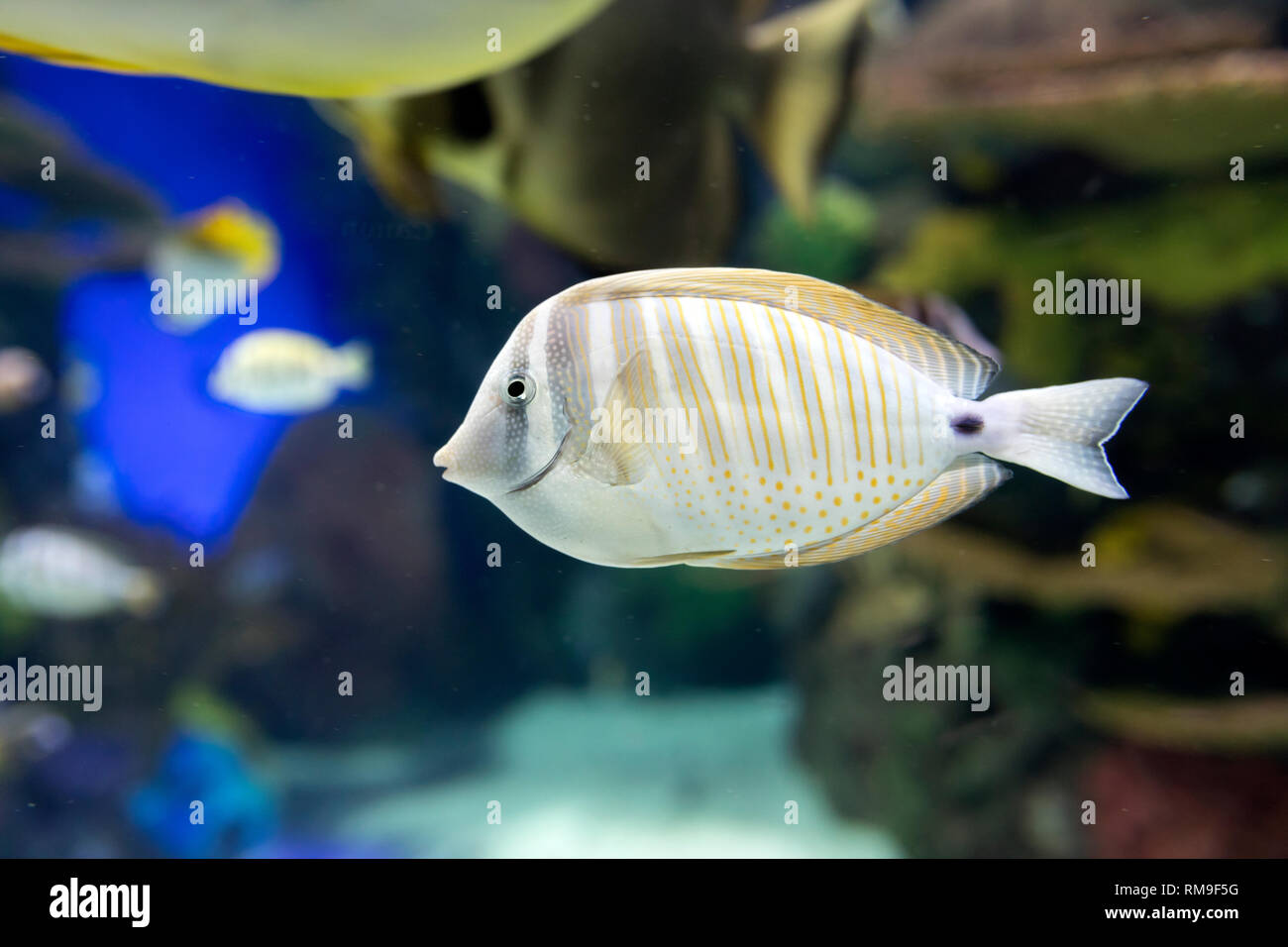 Sailfin Tang Fisch in Ripley's Aquarium, in Toronto Stockfoto