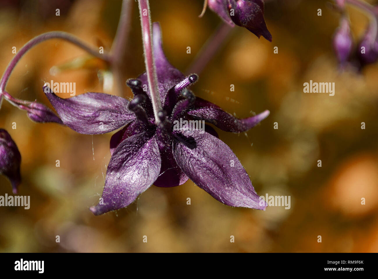 Einen schönen schwarzen Berg orchid Stockfoto