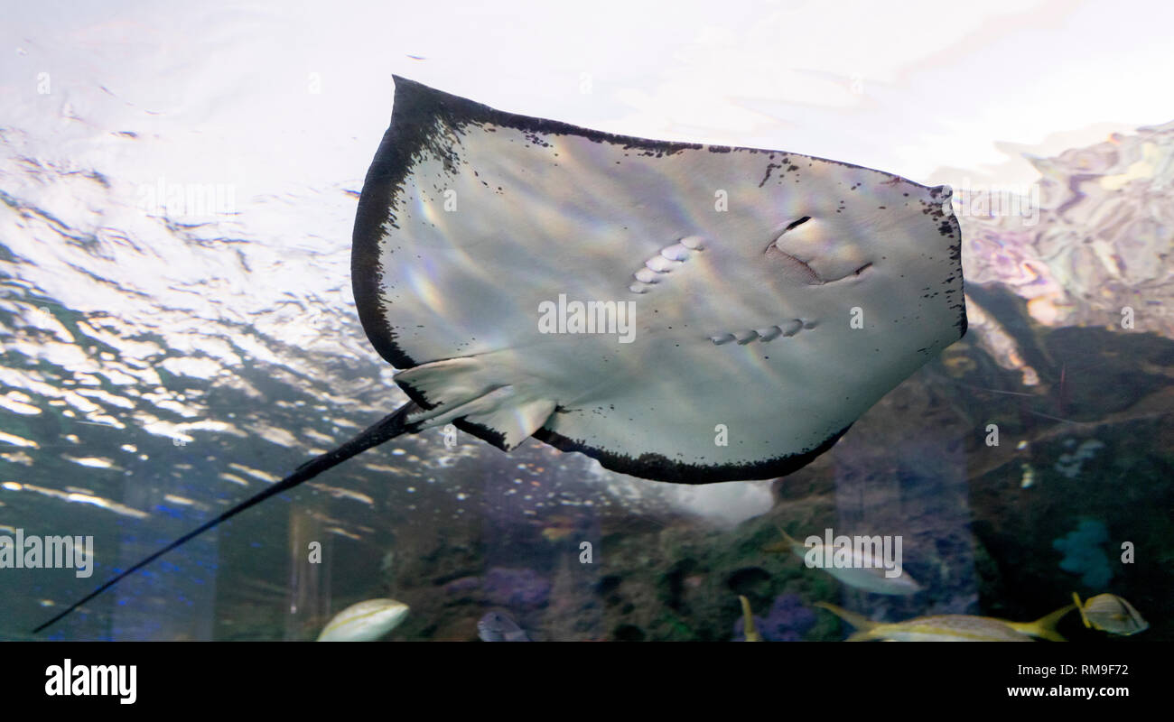 Roughtail Ray in Ripley's Aquarium, in Toronto, Kanada Stockfoto