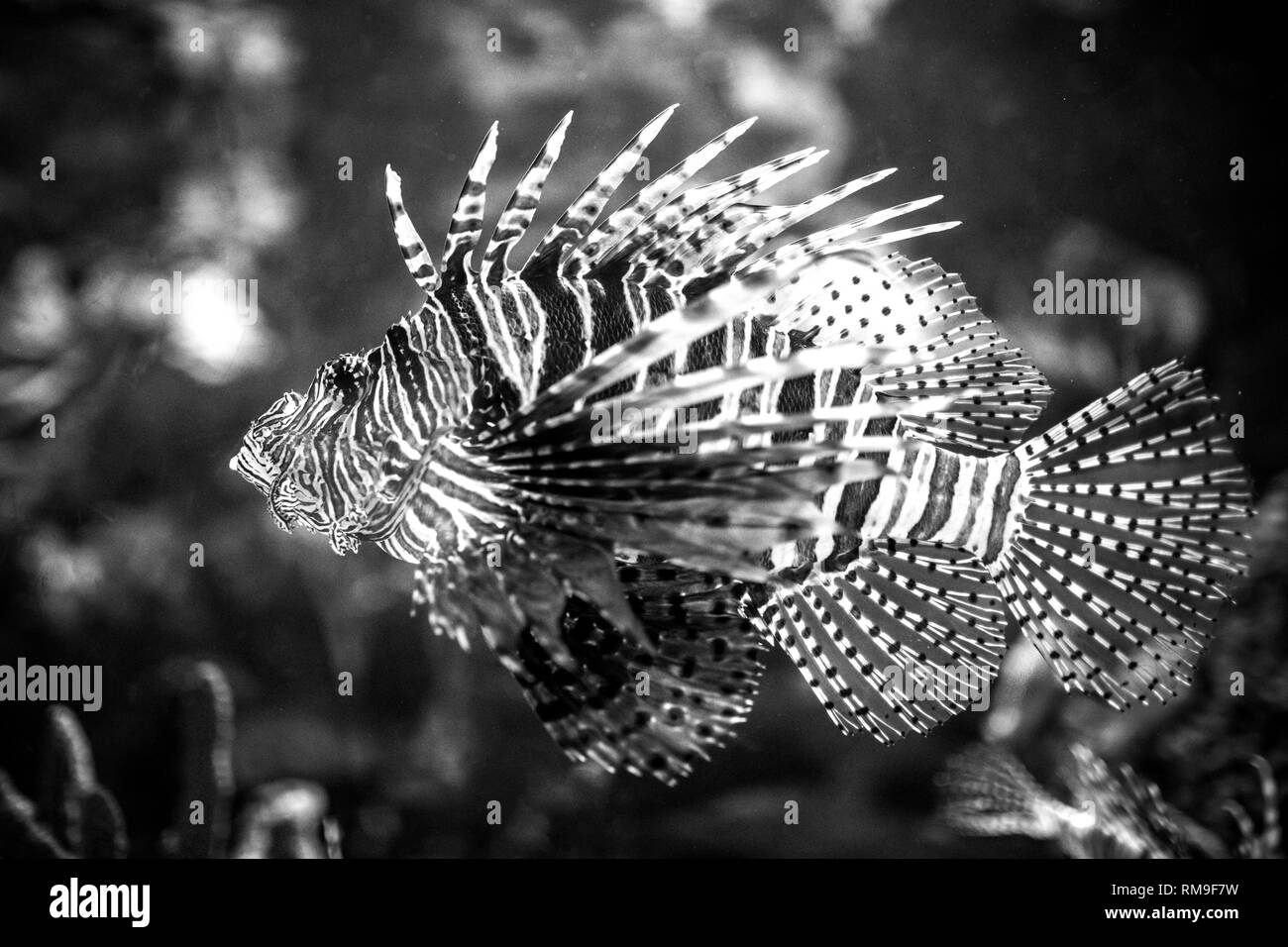 Feurige Löwe Fische schwimmen in Ripley's Aquarium in Toronto, Schwarz & Weiß Stil Stockfoto