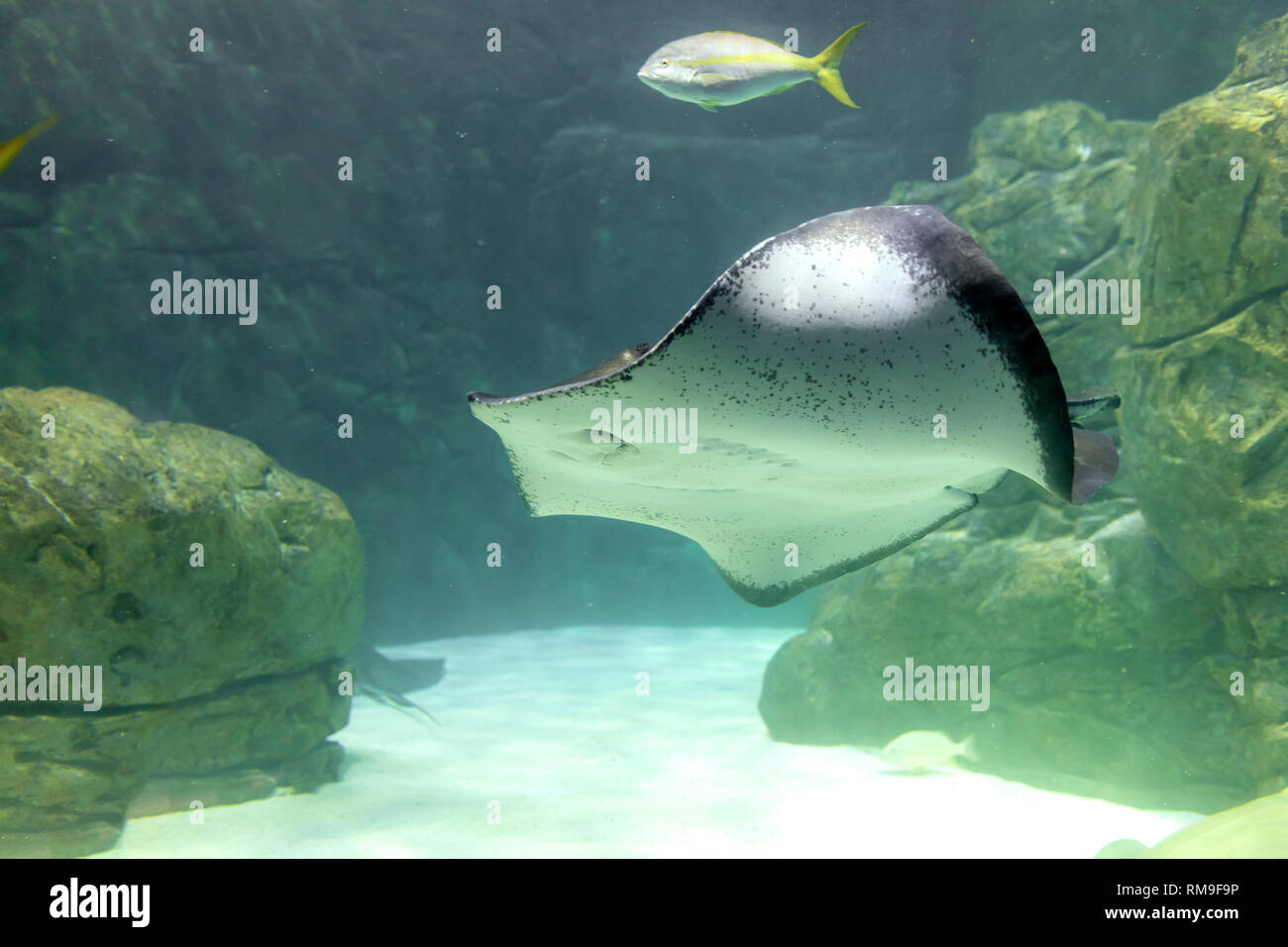 Roughtail Ray schwimmen im Blue Waters in Ripley's Aquarium, in Toronto, Kanada Stockfoto
