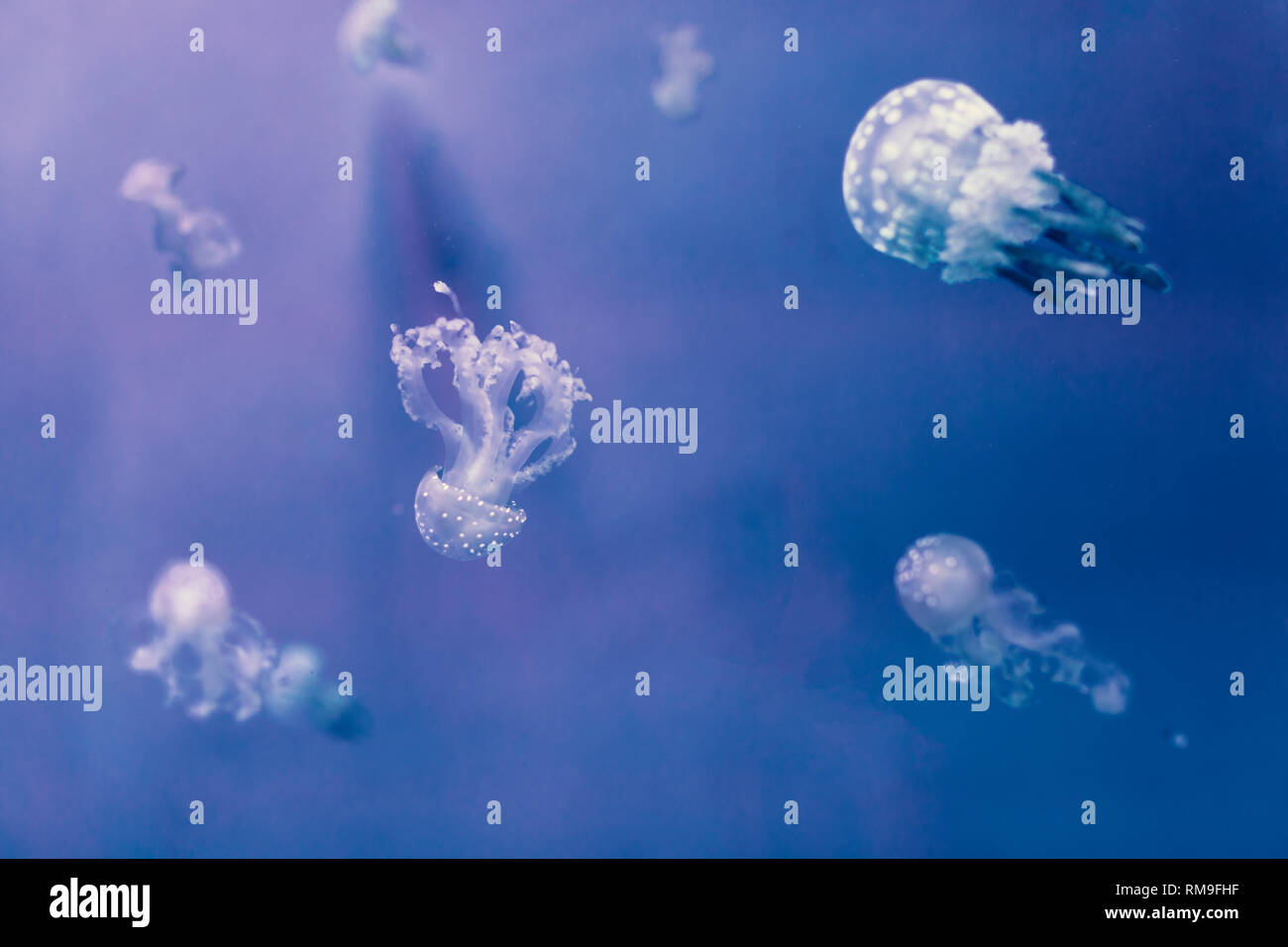 Weiß getupftem Quallen (Phyllorhiza punctata), auch bekannt als die Australische Quallen, Sanftes Schweben in der Kreisel tank Spotted, in Ripley's Aquar Stockfoto