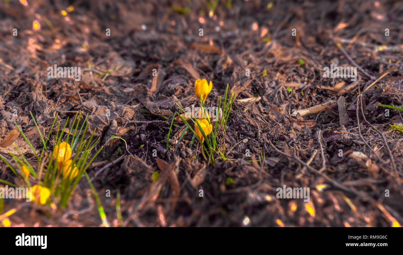 Crocus ist eine Gattung aus der Familie der Iridaceae umfasst 90 Arten Stockfoto