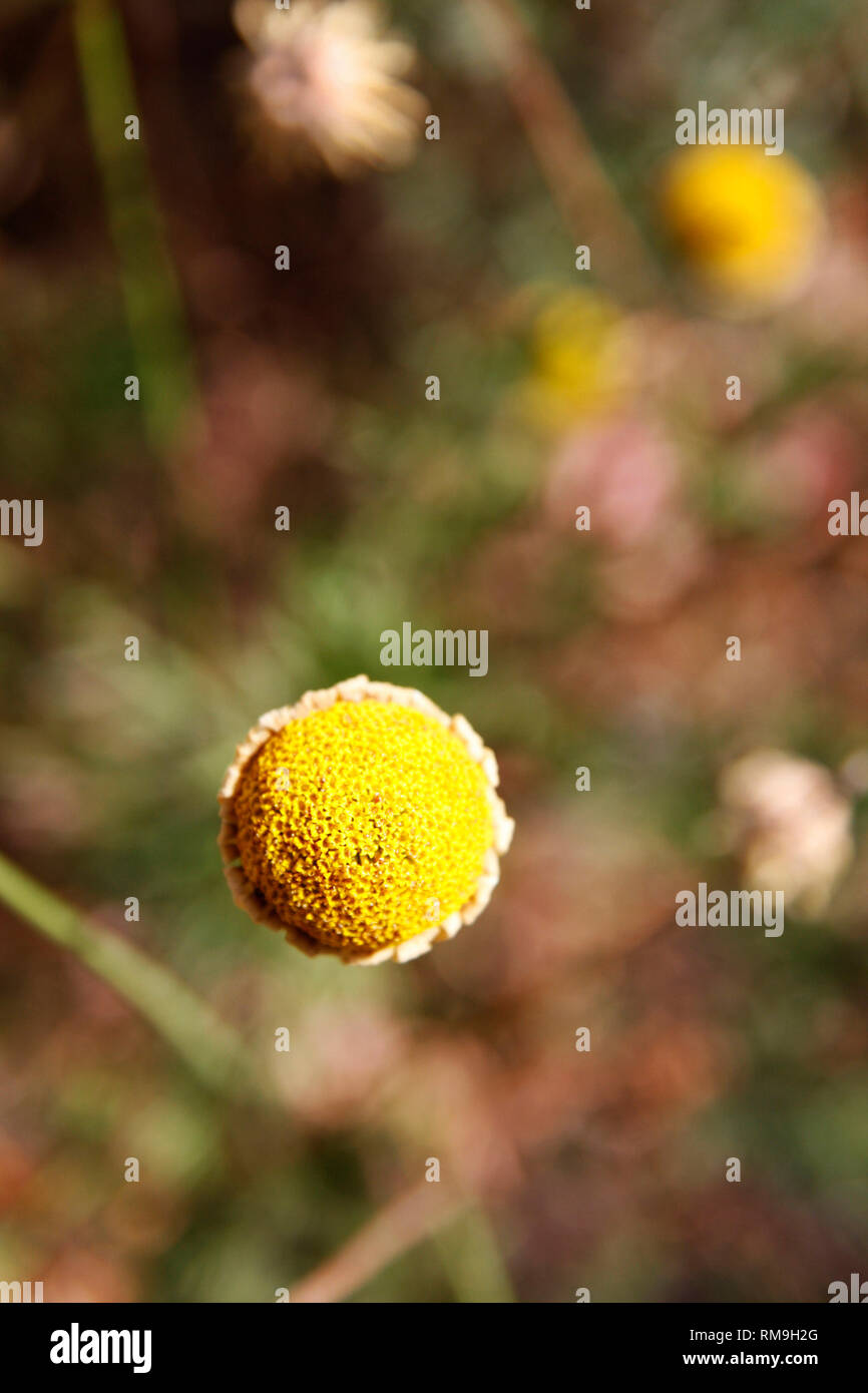 Single Daisy mit keine Blütenblätter, selektiver Fokus Stockfoto