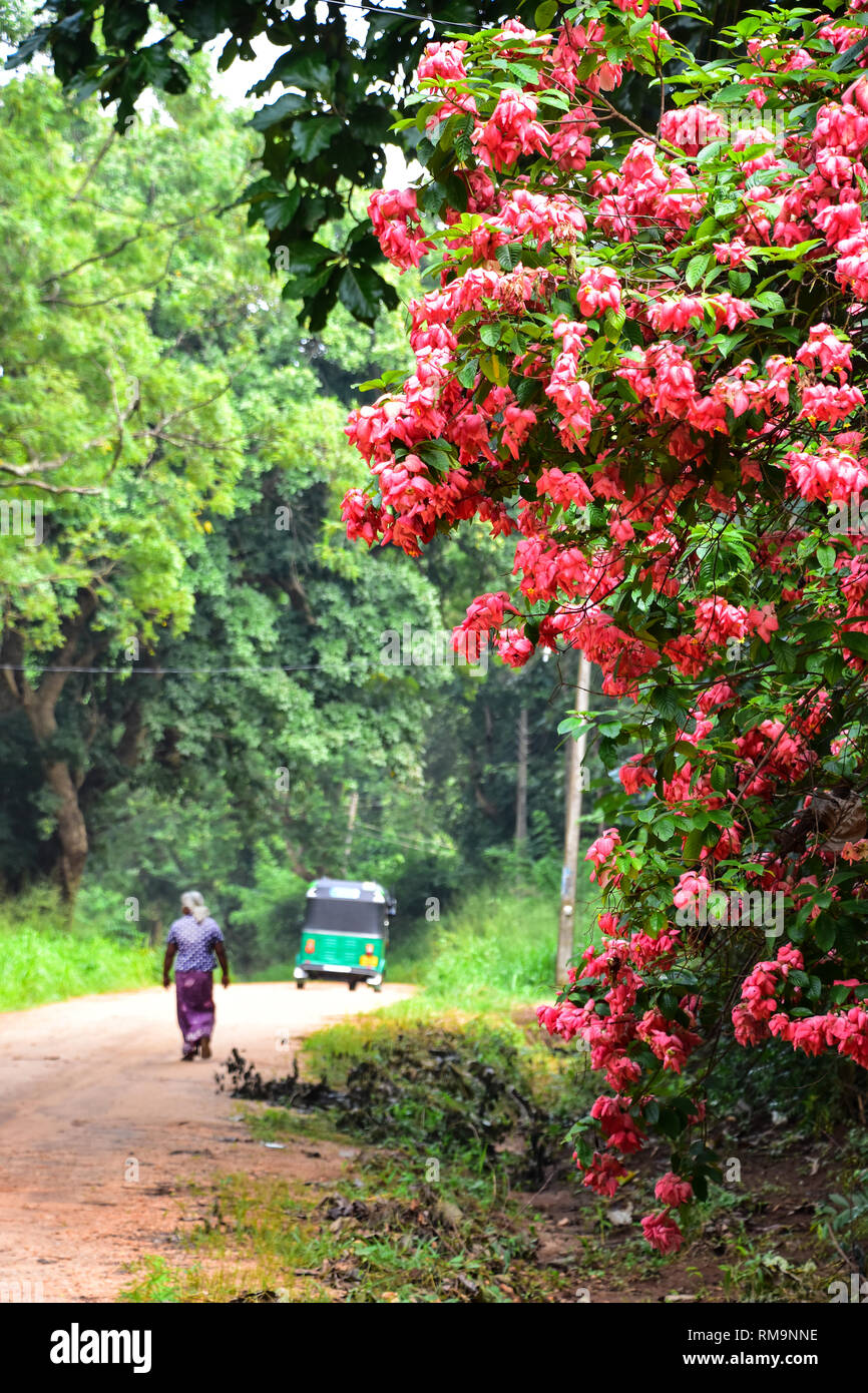 Sri Lankan Frau im Sari, Tuk Tuk, rote Blumen, Sigiriya, Sri Lanka Stockfoto