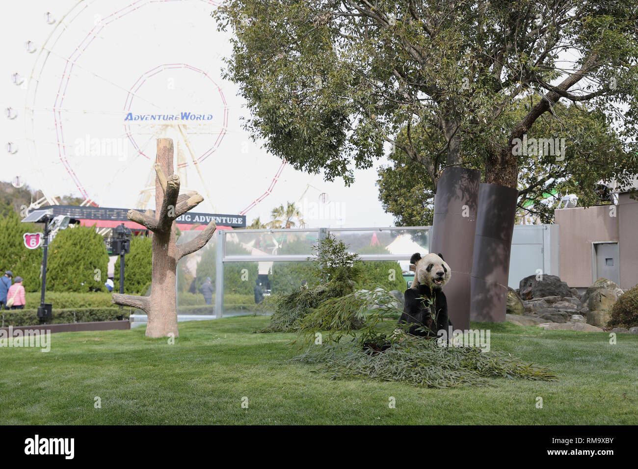 Wakayama, Japan. 14 Feb, 2019. Panda Eimei isst Bambus in der Erlebniswelt in Shirahama, Wakayama, Japan, 14.02.2019. Eimei, 26 Jahre alt, bekam ein Kissen aus frischen Bambus und gunny Tasche geschrieben Die Wörter "Wir lieben Eimei', und Herzförmigen Eis als Geschenke zum Valentinstag. Credit: Du Xiaoyi/Xinhua/Alamy leben Nachrichten Stockfoto