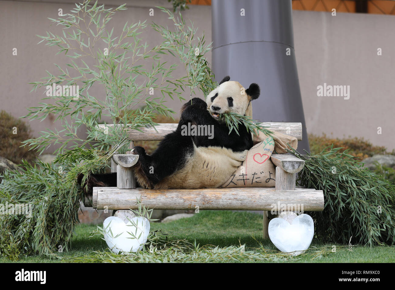 Wakayama, Japan. 14 Feb, 2019. Panda Eimei isst Bambus in der Erlebniswelt in Shirahama, Wakayama, Japan, 14.02.2019. Eimei, 26 Jahre alt, bekam ein Kissen aus frischen Bambus und gunny Tasche geschrieben Die Wörter "Wir lieben Eimei', und Herzförmigen Eis als Geschenke zum Valentinstag. Credit: Du Xiaoyi/Xinhua/Alamy leben Nachrichten Stockfoto