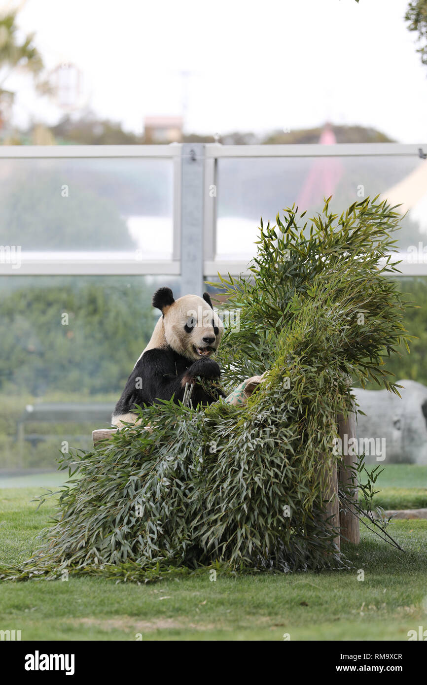 Wakayama, Japan. 14 Feb, 2019. Panda Eimei isst Bambus in der Erlebniswelt in Shirahama, Wakayama, Japan, 14.02.2019. Eimei, 26 Jahre alt, bekam ein Kissen aus frischen Bambus und gunny Tasche geschrieben Die Wörter "Wir lieben Eimei', und Herzförmigen Eis als Geschenke zum Valentinstag. Credit: Du Xiaoyi/Xinhua/Alamy leben Nachrichten Stockfoto