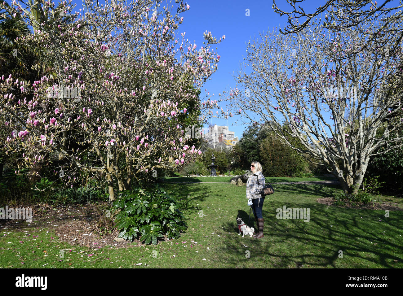 Penzance, Cornwall, UK. 14 Feb, 2019. UK Wetter. Die großen Gärten von Cornwall haben offiziell Frühling deklariert werden, als Sie über 50 oder mehr Blüten auf ihre Magnolienbäumen. Hier zu sehen Alexandra öffentlichen Park in Penzance, die Anzahl der Bäume in Blüte in der warmen Sonne. Foto: Simon Maycock/Alamy leben Nachrichten Stockfoto