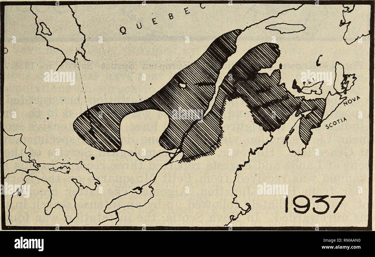 . Jahresbericht. Entomologischen Gesellschaft von Ontario; Schädlinge; Insekten. Entomologischen Gesellschaft 23 Abbildung 1, von einer Platte in den Bericht der R. E. Balch genommen für die Sawfly 1935, fasst die Lage in diesem Jahr. Bekannte Verteilung nördlich des St. Lawrence nur erreicht den St. Johannes und der South Bank der Saguenay River, während überraschend isolierte Datensätze ob wurden - wörtlich - auf beiden Seiten des Lake Temiskaming. Aufbauend auf dieser Basis, vollständigere Informationen wurde 1936 bezogen. (Abb. 2) Der bekannten Distribution verfügt über 200 Meilen auf der North Shore so weit das Penteco erweitert. Stockfoto