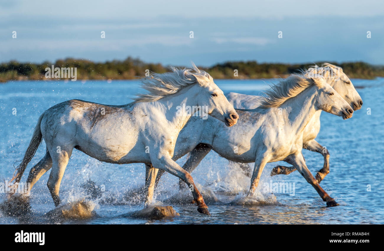 Weiße Camargue Pferde galoppieren auf dem Wasser. Stockfoto