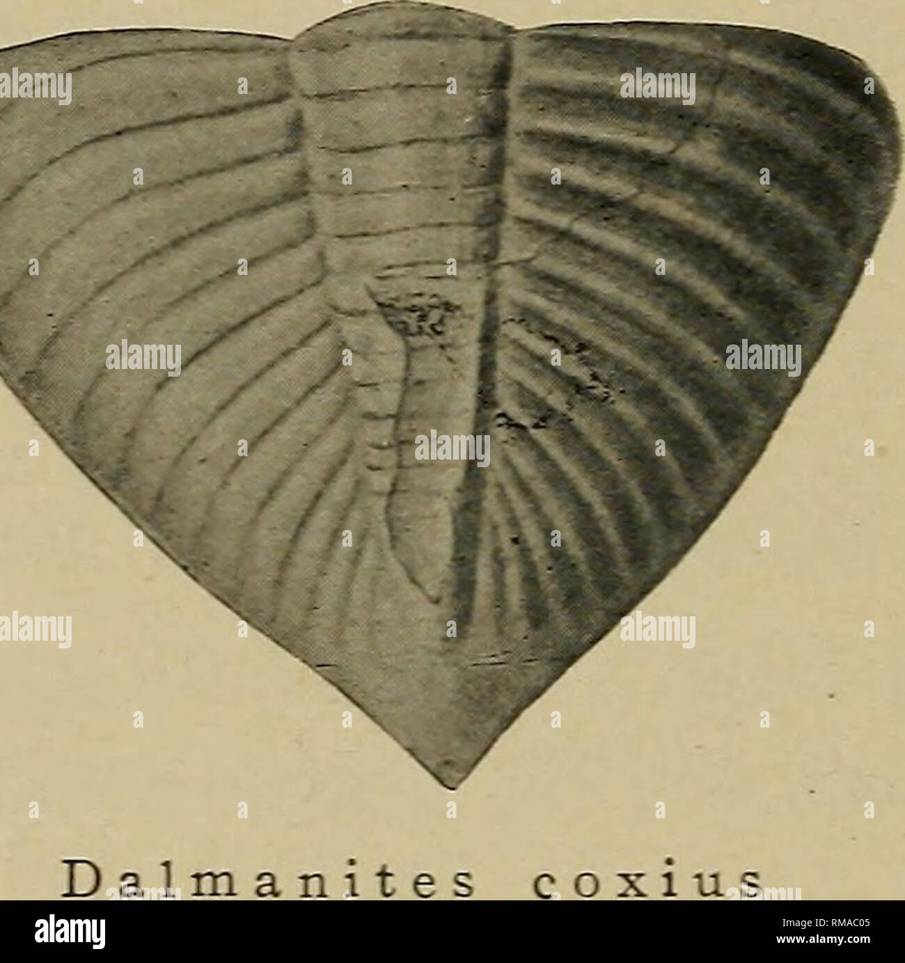 . Jahresbericht. New York State Museum; Wissenschaft; Wissenschaft. 154 NEW YORK STATE MUSEUM angegeben geändert hat ich beobachtet und hat Kenntnis von einem cephalon auf dem vorderen Teil, das war eine sehr pro-Epidermis und spatelförmig Verlängerung, wie in unserer Abbildung dargestellt wird. Dies war so zerbrechlich, dass ich war in der Lage, Sie und keine andere Muster der cephalon war komplett in diesem frontalen Region zu bewahren. Es ist eine solche Verlängerung oder Schnauze wie man sieht in Salter's Abbildung von D. longicaudatus [britische Trilobiten, 1864, Pi. 3, Abb. 19] aus dem wenlock Schiefer, die man vielleicht als eine beginnende cond Bezug Stockfoto