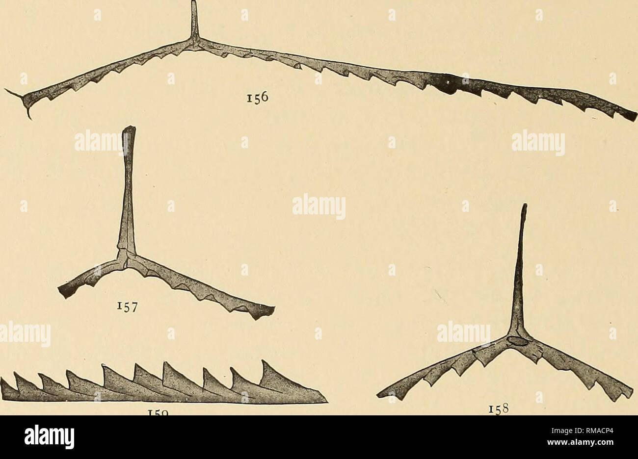 . Jahresbericht. New York State Museum; Wissenschaft; Wissenschaft. 252 NEW YORK STATE MUSEUM (2,5 mm) und auffälligen, mit kurzen, Stout nema eingerichtet, dass einige - mal erweitert und beendet Verein - geprägt. Primäre thecae in der Nähe der Öffnung mit Ursprung und unter unterschiedlichen auf der Ebene oder unterhalb der Letzteren. Thecae Nummerierung 10 in 10 mm im proximalen Teil und 8 bis 9 im selben Raum mehr distal; drei bis vier Mal so lang wie breit; überlappende zwei Fünftel ihrer Länge in der Proximalen und eine Hälfte in den distalen Portionen, die in einem Winkel von 180 bis 300 im distalen geneigt. Apertural Marge s Stockfoto