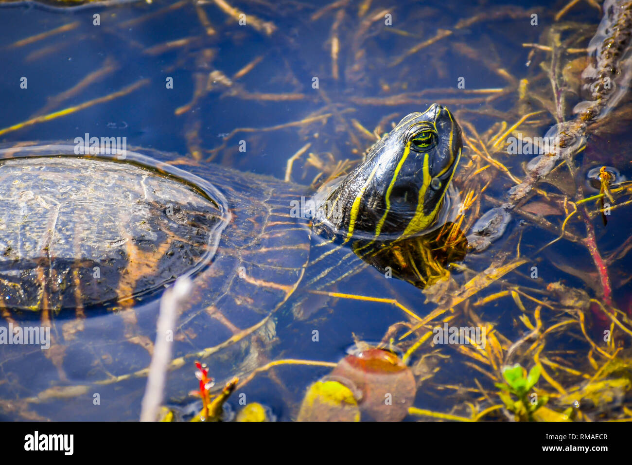 Ein Florida Cooter in Miami, Florida Stockfoto