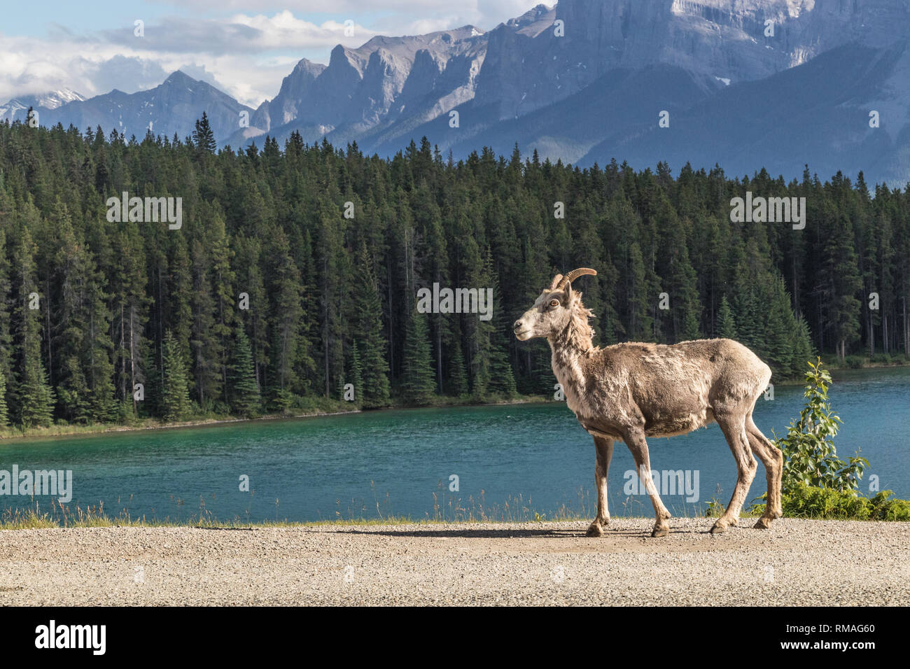 Tierwelt - Ziege in den Rocky Mountains, Alberta, Kanada - Blick auf die Berge und den See Stockfoto