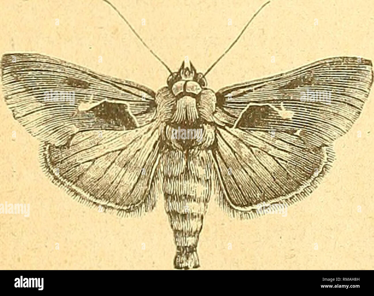 . Jahresbericht. Entomologischen Gesellschaft von Ontario; Schädlinge; Insekten. Abb. 24. Abb. 25. - Wurden komplett von ihren Blättern vor Ende August beraubt. Seltsam zu sagen, eine Rebe gegen einen Zaun nur ein paar Meter von einigen betroffenen Kletterpflanzen wurde überhaupt nicht angegriffen. Unter den interessanten Aufzeichnungen des Jahres kann die Erfassung eines speci - Männer, die zum ersten Mal in Port Hope, der Gefleckte Peliduota (S. punctata, Linn.) [Abb. erwähnt werden. 25], der von der Rebe. Ich habe noch nie mit diesem Insekt östlich von Toronto getroffen, aber Herr Evans sagt mir, dass er es an der Trent getroffen hat, Stockfoto