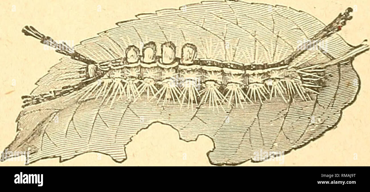 . Jahresbericht. Entomologischen Gesellschaft von Ontario; Schädlinge