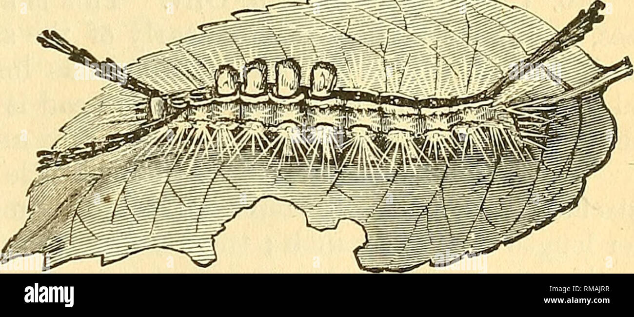 . Jahresbericht. Entomologischen Gesellschaft von Ontario; Schädlinge; Insekten. Abb. 9.. Abb. 12. Feeds auf einer Vielzahl der Bäume, darunter Eichen, Apple, Fichte, Lärche, Ahorn, etc. Abb. 10 entspricht die männliche Motte; Bild. 11 Einer der Flügel - weniger weibliche; ein junger Caterpillar hängen durch seine Silken thread b; c und d Puppen; Bild. 12, Caterpillar voll gewachsen. Dipteren. In dieser Reihenfolge, mit den Fliegen, Insekten, indem sie nur zwei Flügel aus, wir haben nicht viele Arten greifen die ahorne finden. In der Tat Ich habe keine persönliche Kenntnis von einem, und Dr. Packard nur erwähnt die folgenden Arten, die Stockfoto