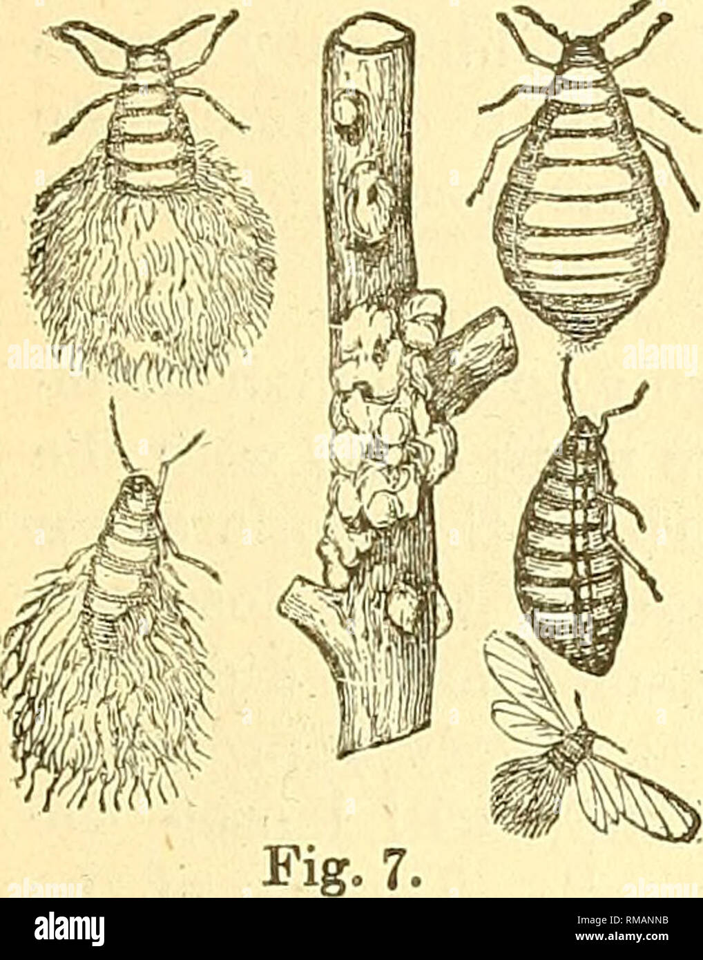 . Jahresbericht. Entomologischen Gesellschaft von Ontario; Schädlinge; Insekten. Entomologischen Gesellschaft, 43 Zeugen die tödlichen Auswirkungen von Öl auf ein Insekt, gelten mit einer Feder oder Camel's - liair Pinsel einen Tropfen Leinöl auf den Körper von einem unangenehmen Hornet oder Hummel Brummen in das Fenster. Das Ende kommt schnell! Das Öl nicht in den Magen des Insekts genommen, ist aber über den Körper verteilt, und die Atmung - Poren, und das Insekt stirbt. Die aphides Links ihren Kurs zu laufen, auf Dauer zu einer Generation von geflügelten Insekten; und diese gehen Sie die vorläufige Regelungen zu treffen Stockfoto