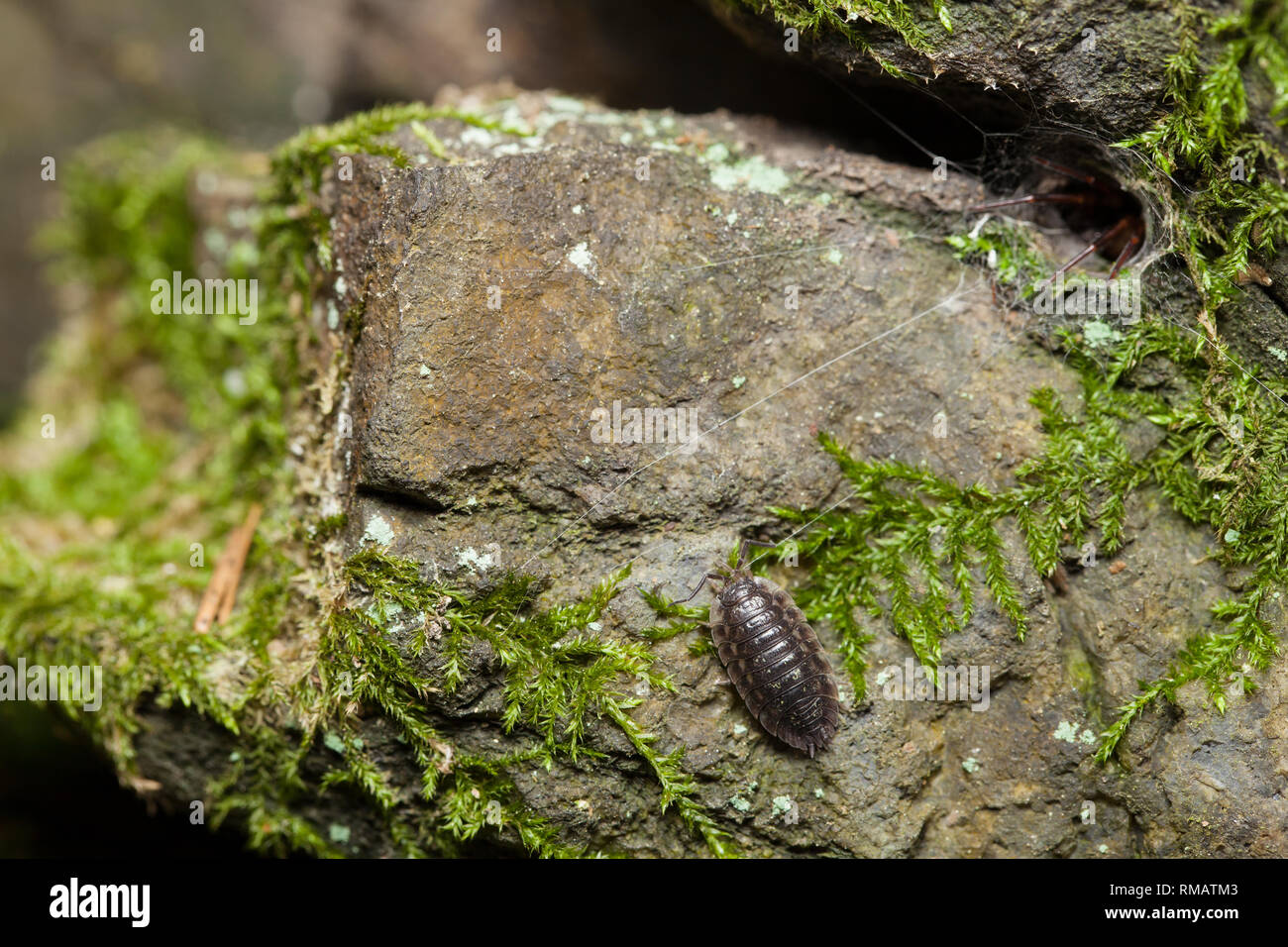 Schlange - zurück Spinne mit Beute Stockfoto