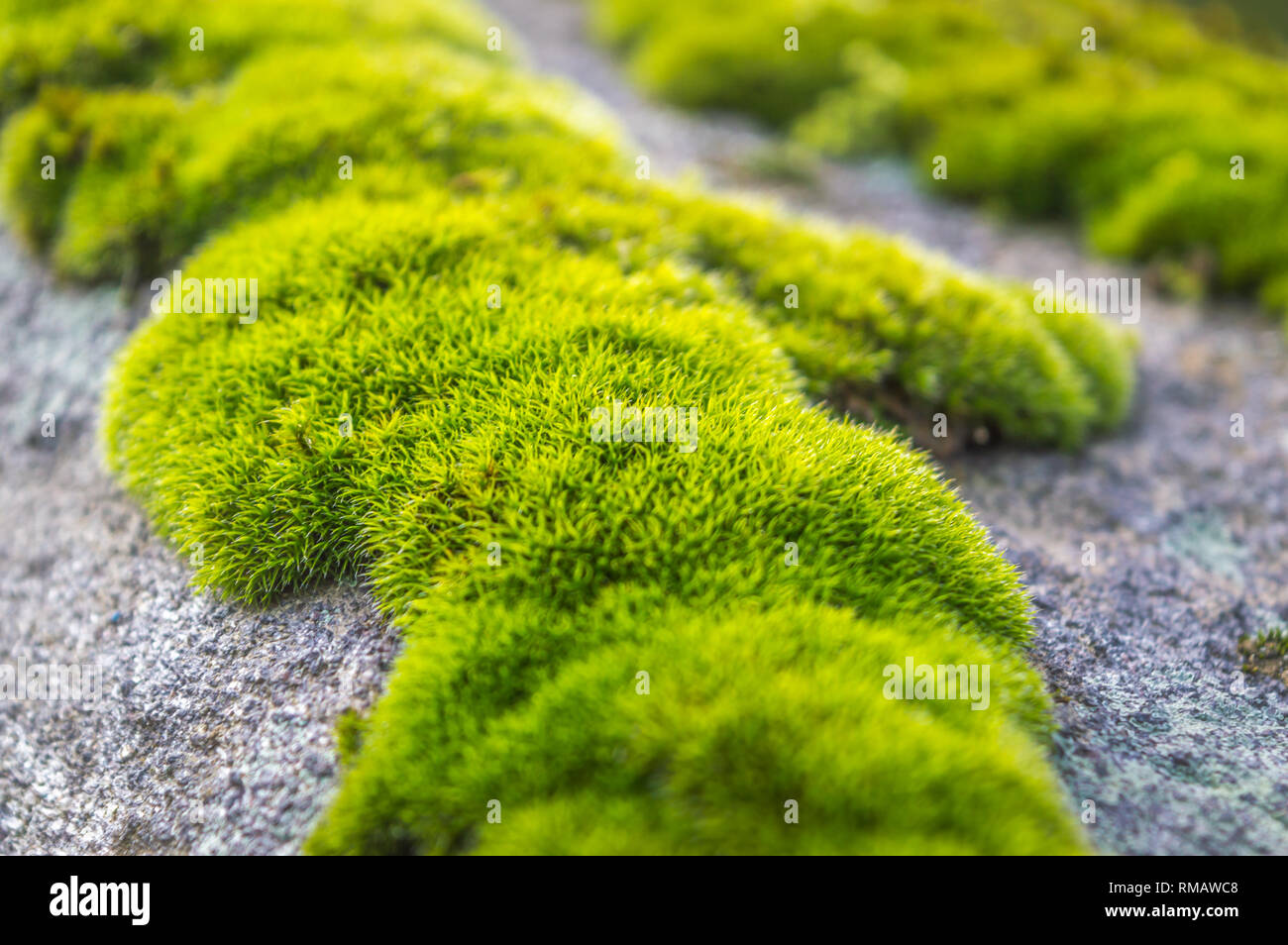 Patches von Moss auf einem Felsen. Green Moss Hintergrundbeleuchtung durch die Sonne am Morgen. Nahaufnahme Makro Foto von Moss Stockfoto